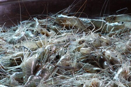 Prawn fresh gray fish