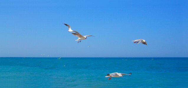 Seagull bird freedom