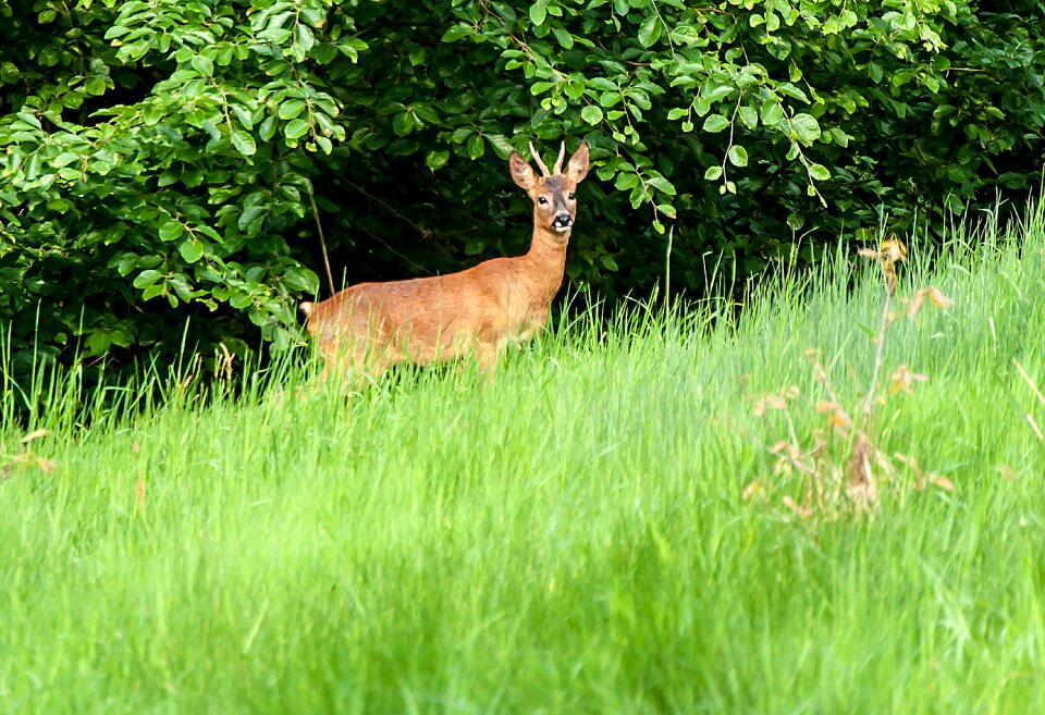 Nature hirsch animal