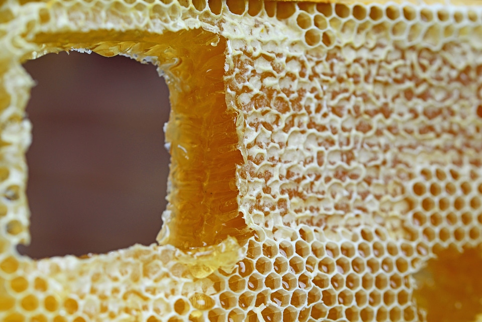Wax cells frame hive