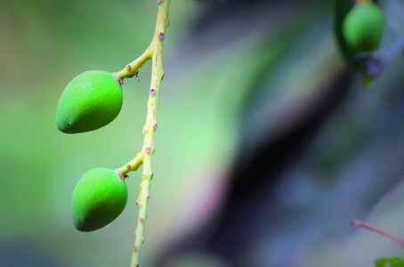 Growth flora