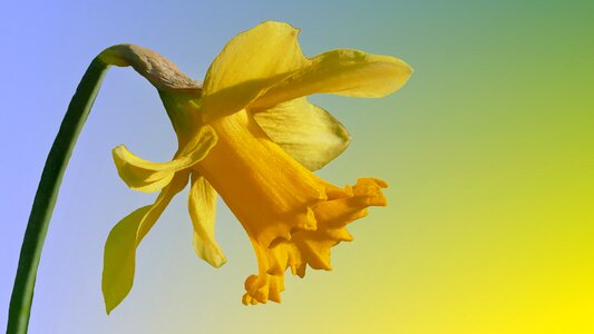 Flower daffodil isolated photo