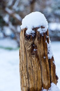 Nature wood frost photo