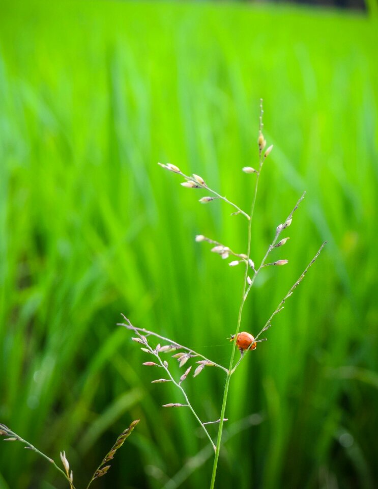 Flora nature