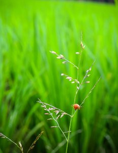 Flora nature