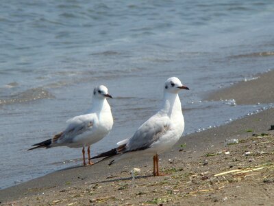 Marine nature beach photo