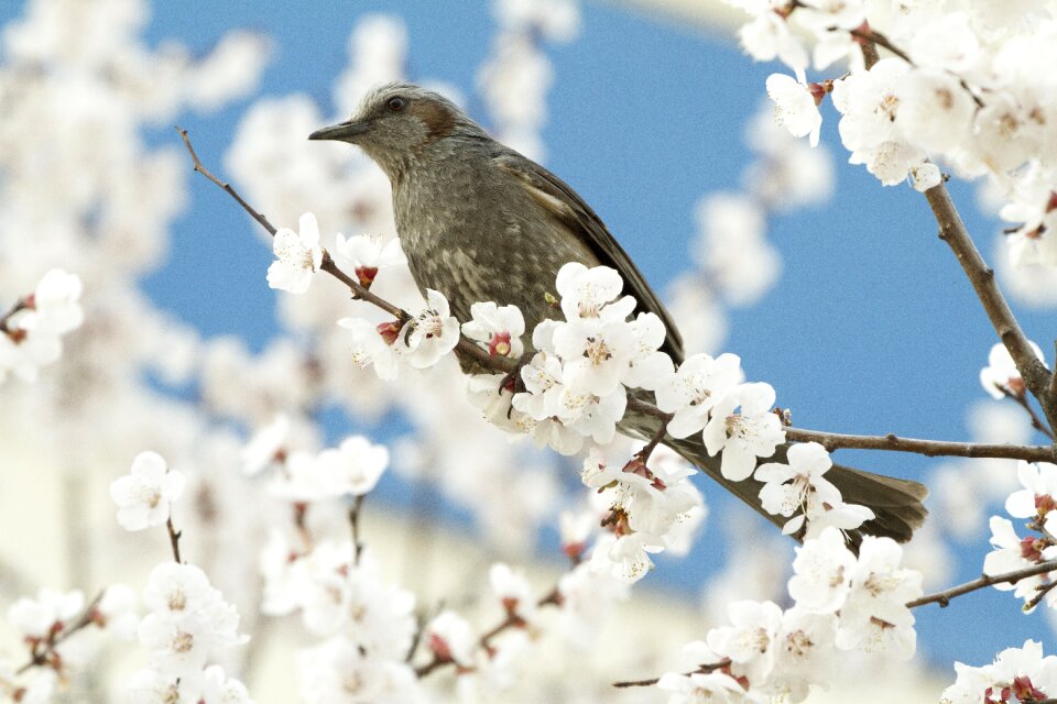 Season cherry blossoms spring