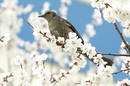 Season cherry blossoms spring