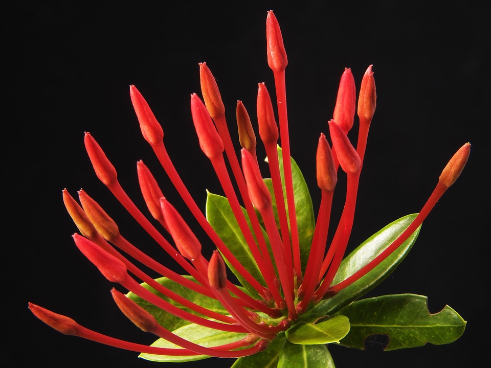 Bloom flower red