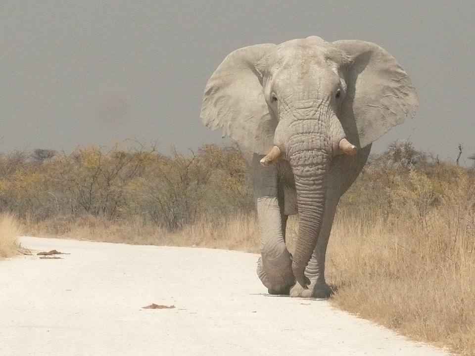 Africa animal animal etosha photo