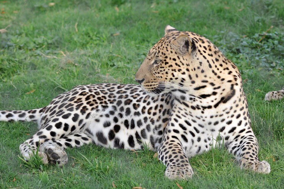 Animal carnivore nature