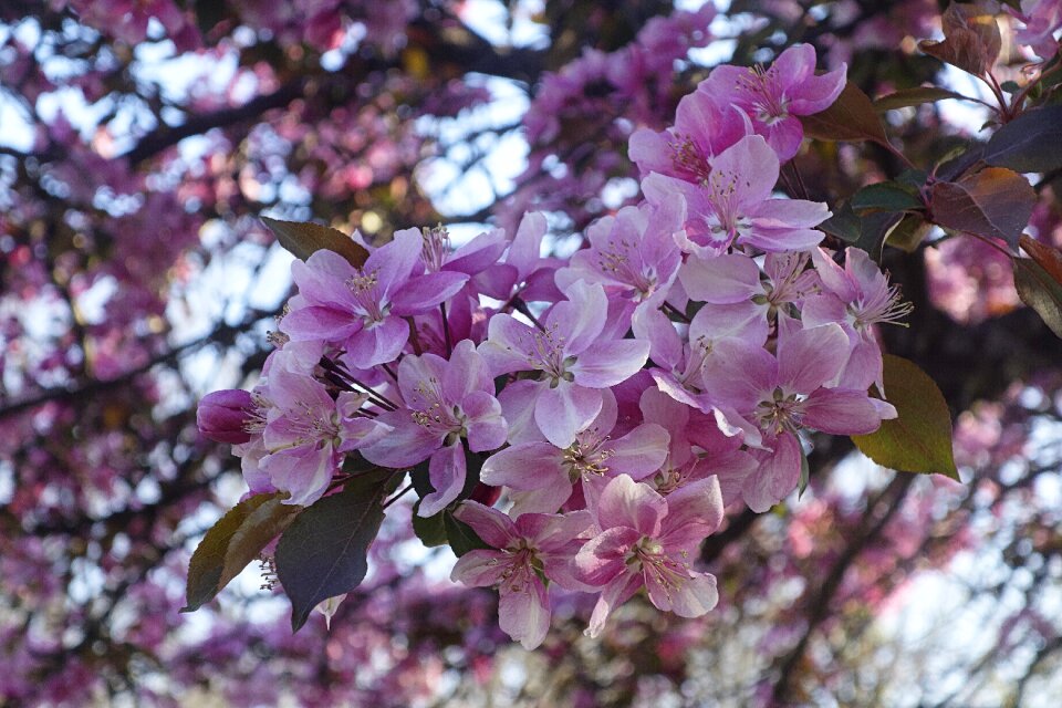 Flower tree