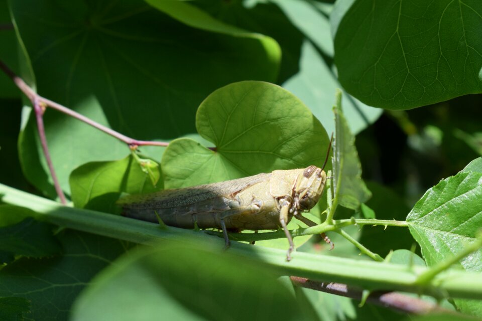 Closeup insect close