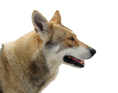Wolf saarloos wolf dog wolf dog photo