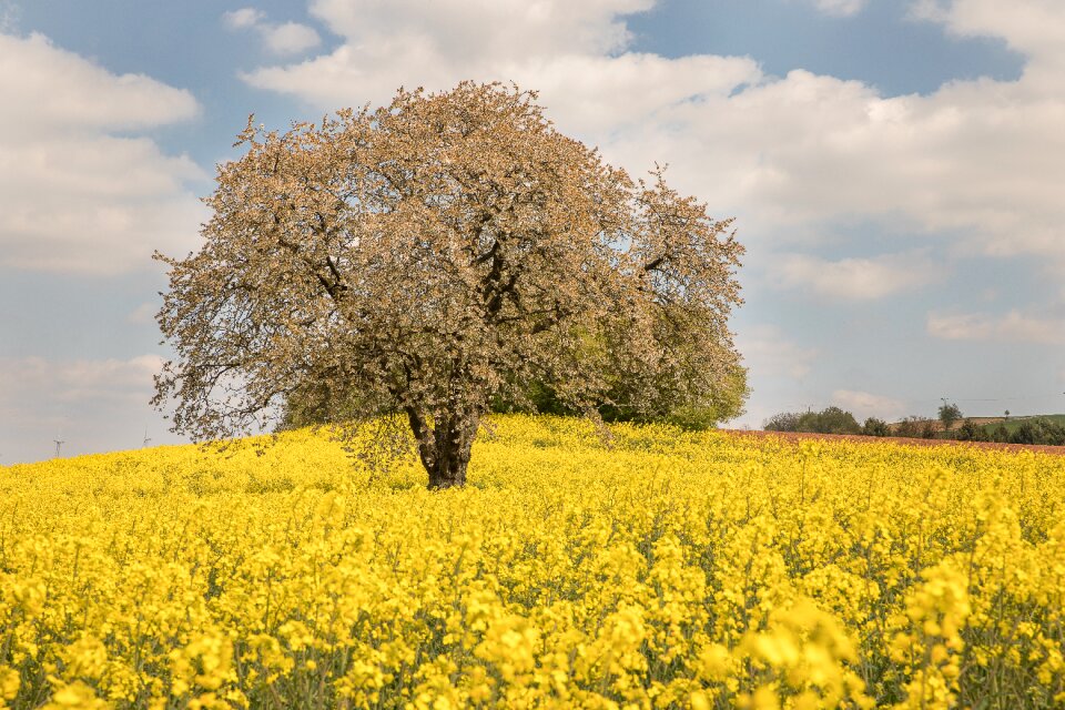 Landscape field nature