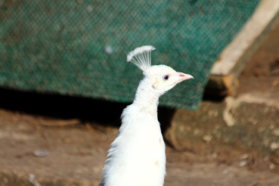 White pet white peacock feathered race photo