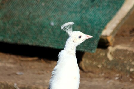 White pet white peacock feathered race