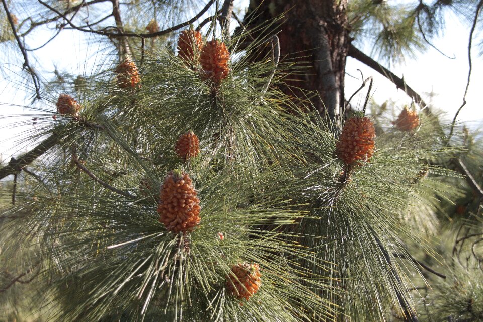 Pine pinus canariensis