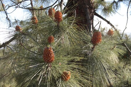 Pine pinus canariensis
