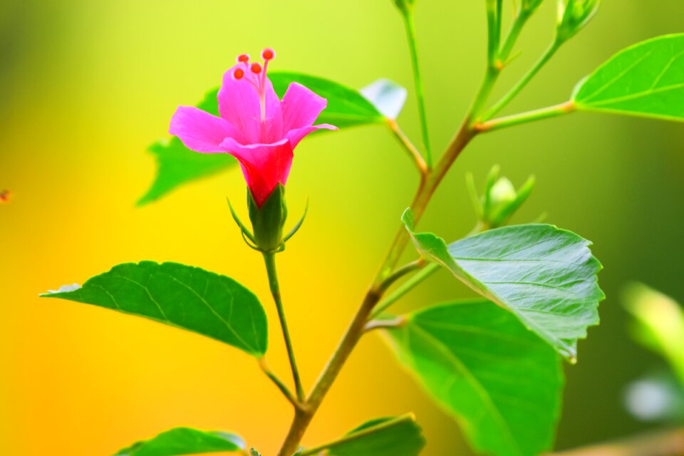 Flower growth