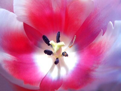 Floral tulip leaf photo