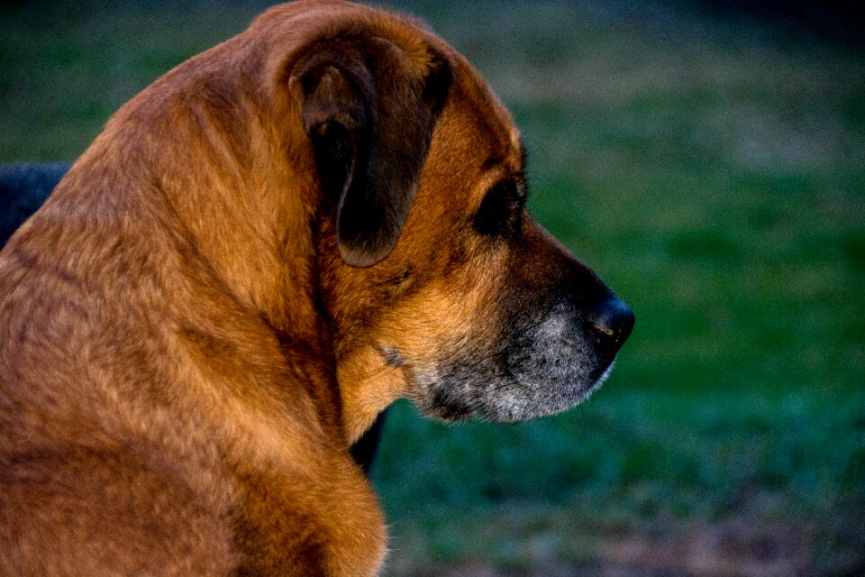 Portrait mammal pet