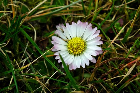 Flower daisy meadow photo