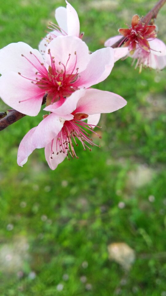 Nature plant garden photo