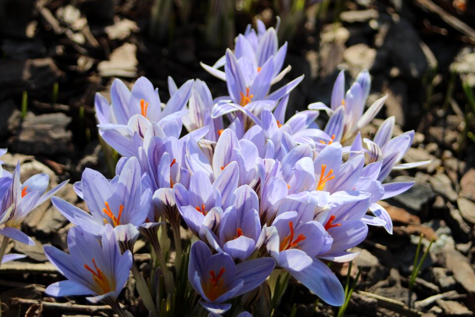 Crocus nature Free photos