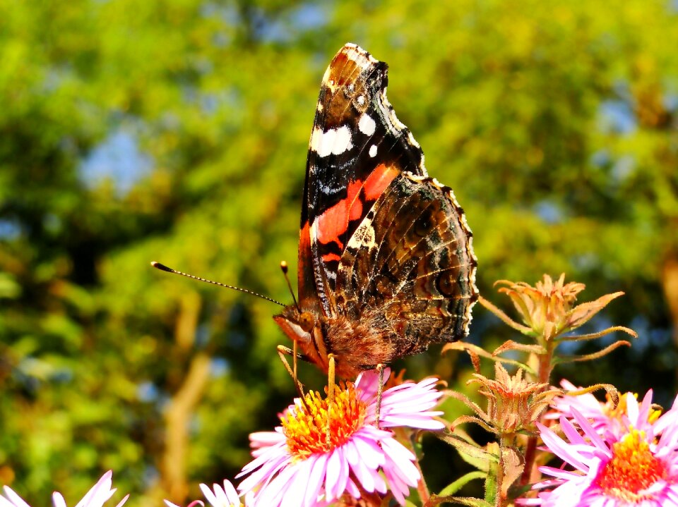 Insect plant butterfly day