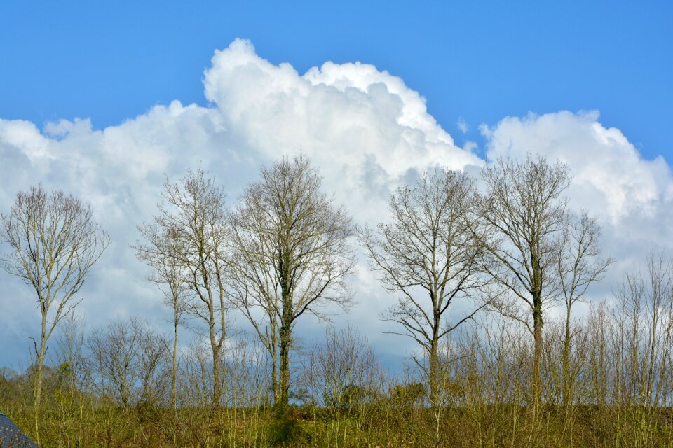 Panoramic tree landscape