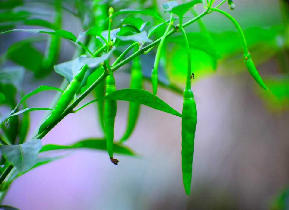 Growth garden
