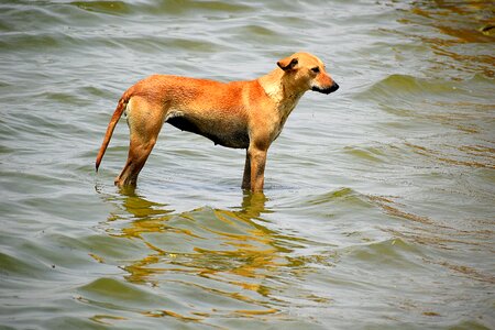Dog water mammal photo