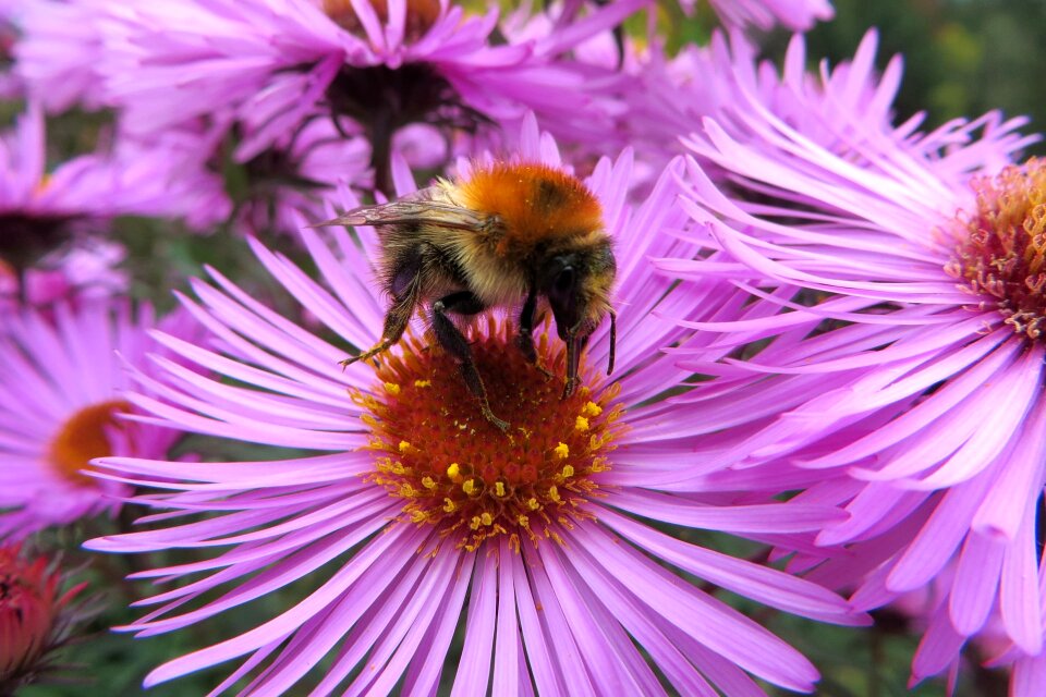 Bumble bee insect flower