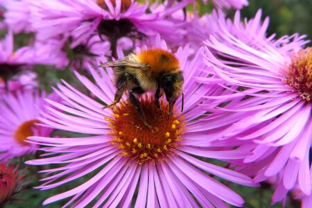 Bumble bee insect flower photo