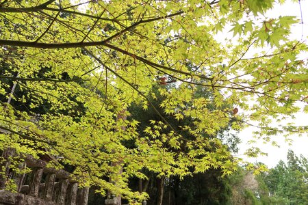 Landscape outdoors lush