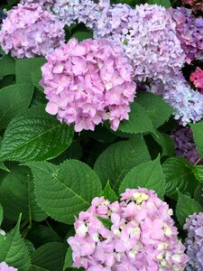 Plant nature hydrangea genus