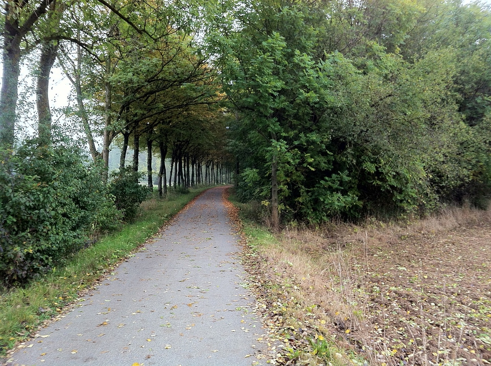 Trees avenue bushes