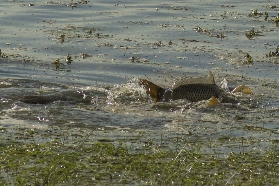 Carp body of water nature