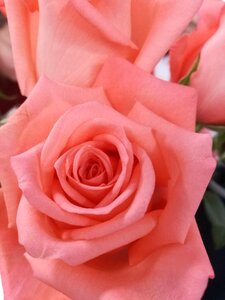 Love bloom nature