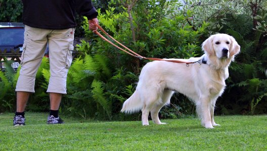 Golden retriever retriever leash photo