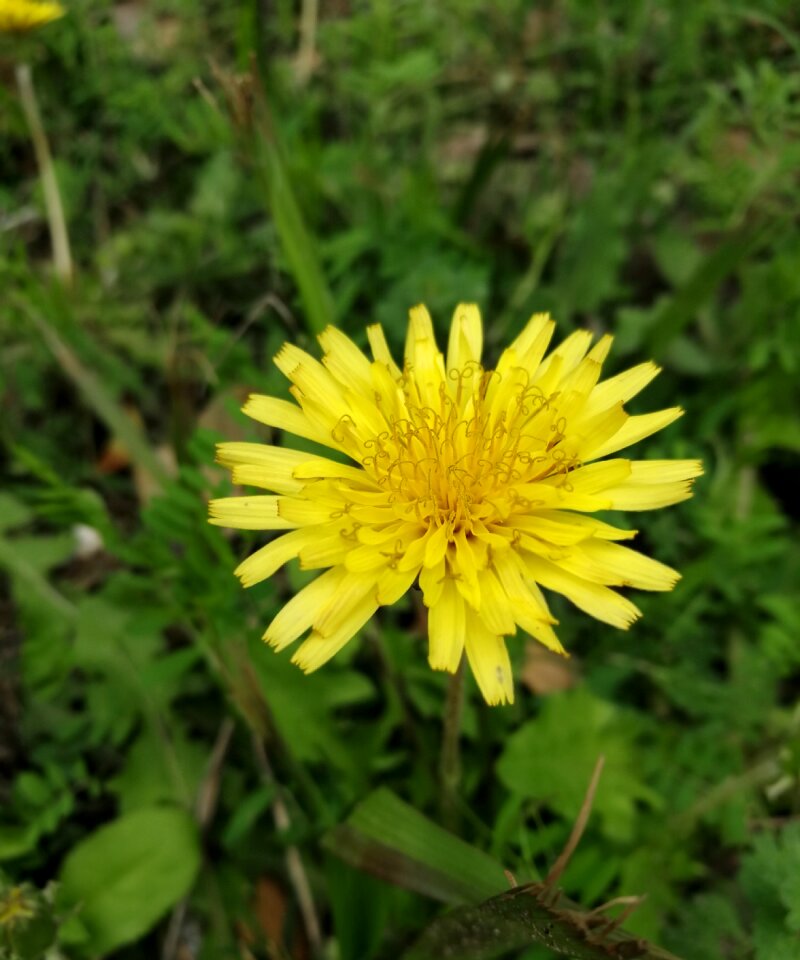 Summer dandelion flower