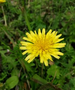 Summer dandelion flower