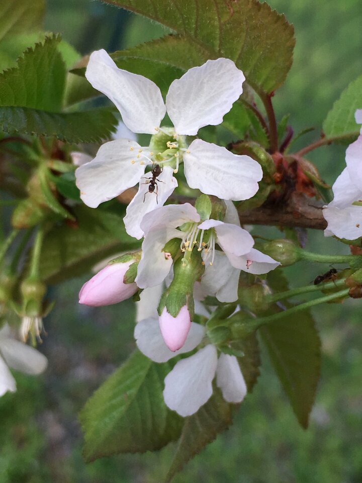 Plant tree blossom