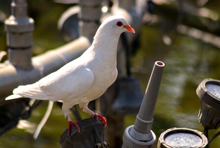 Animal white outdoors photo