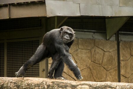 The zoo animal nature