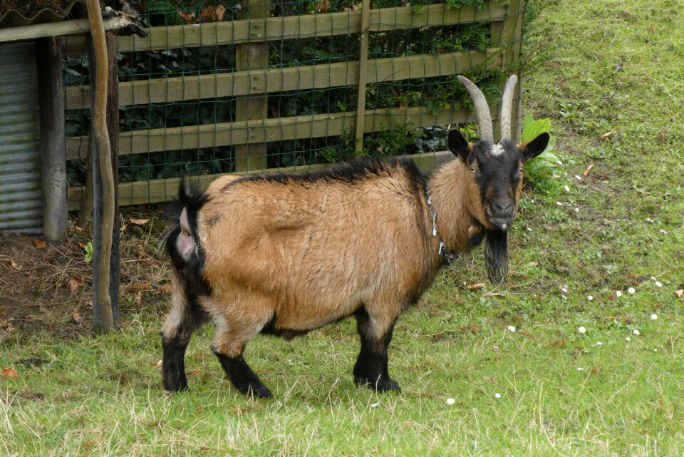 Farm animals cute