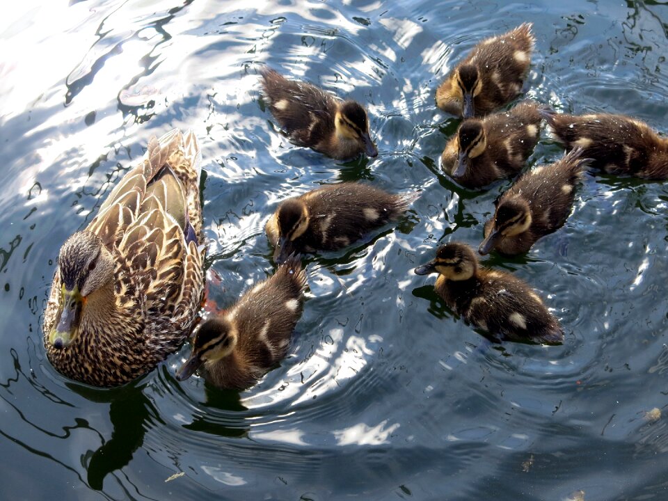 Body of water swimming ducklings