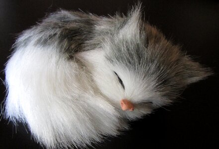 Fur fluffy kitten photo