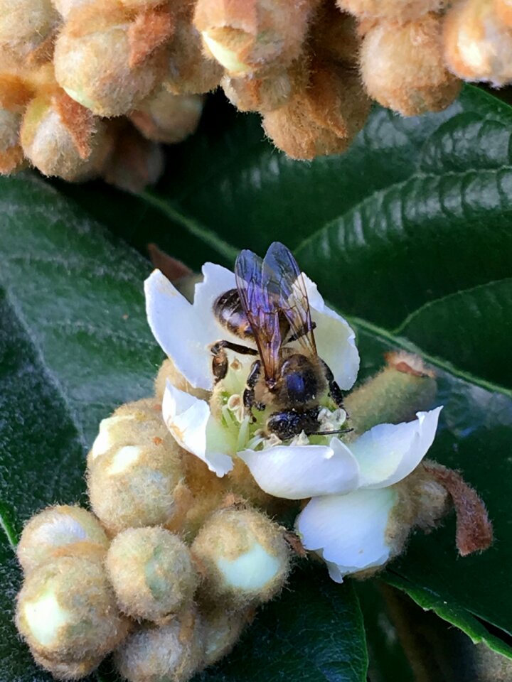 Flower insect pollination